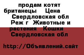 продам котят ,британецы  › Цена ­ 3 000 - Свердловская обл., Реж г. Животные и растения » Кошки   . Свердловская обл.